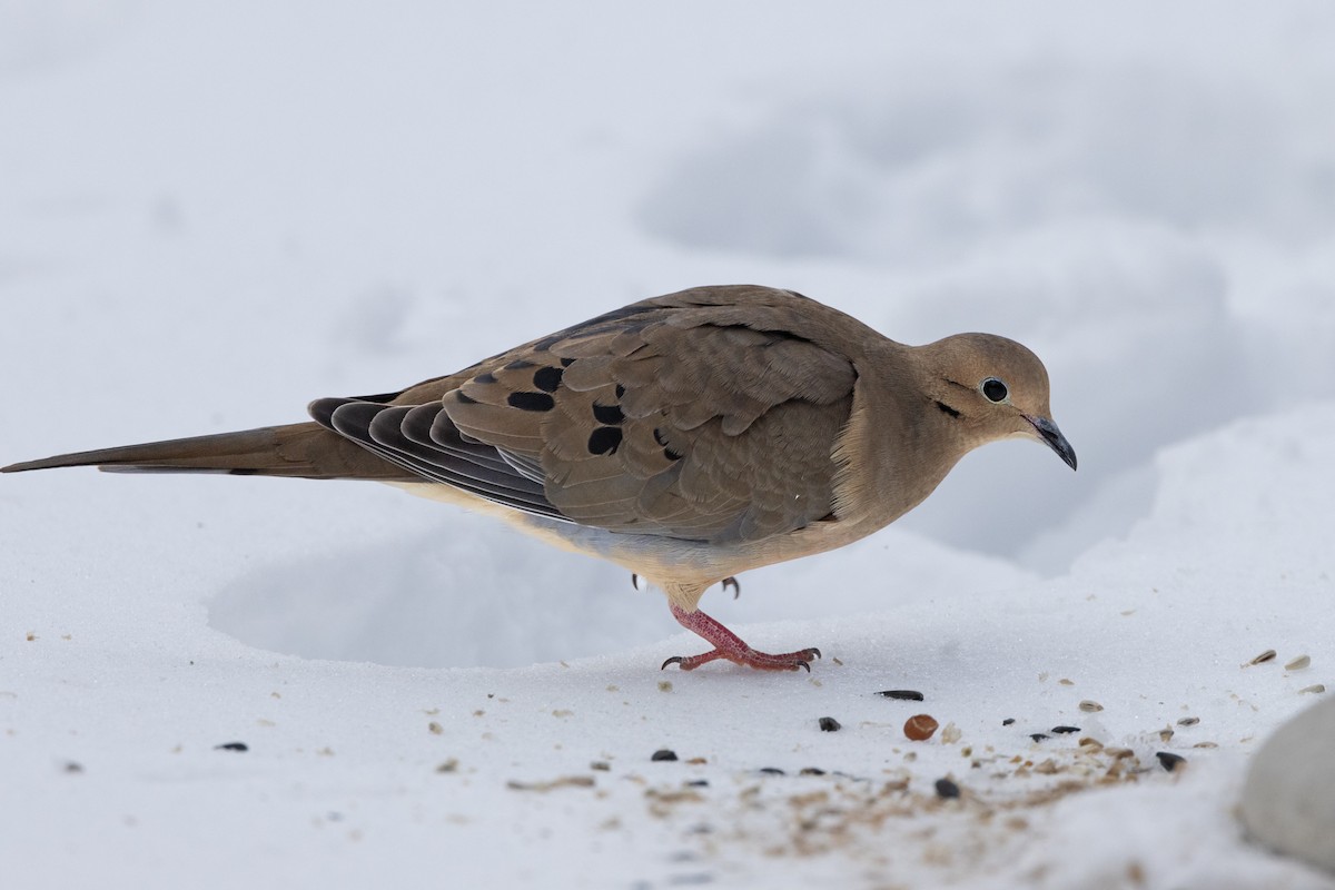 hrdlička karolínská - ML631211245