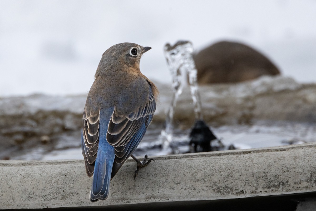 salašník modrý - ML631211253