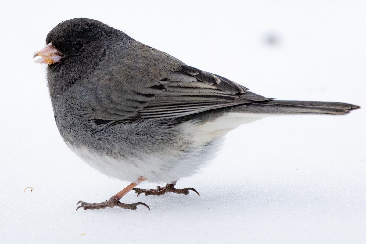 strnadec zimní - ML631211256