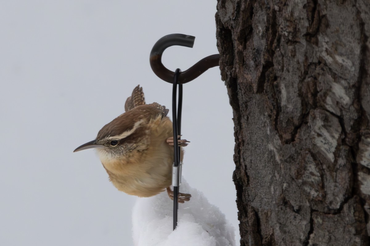 střízlík karolínský - ML631211260