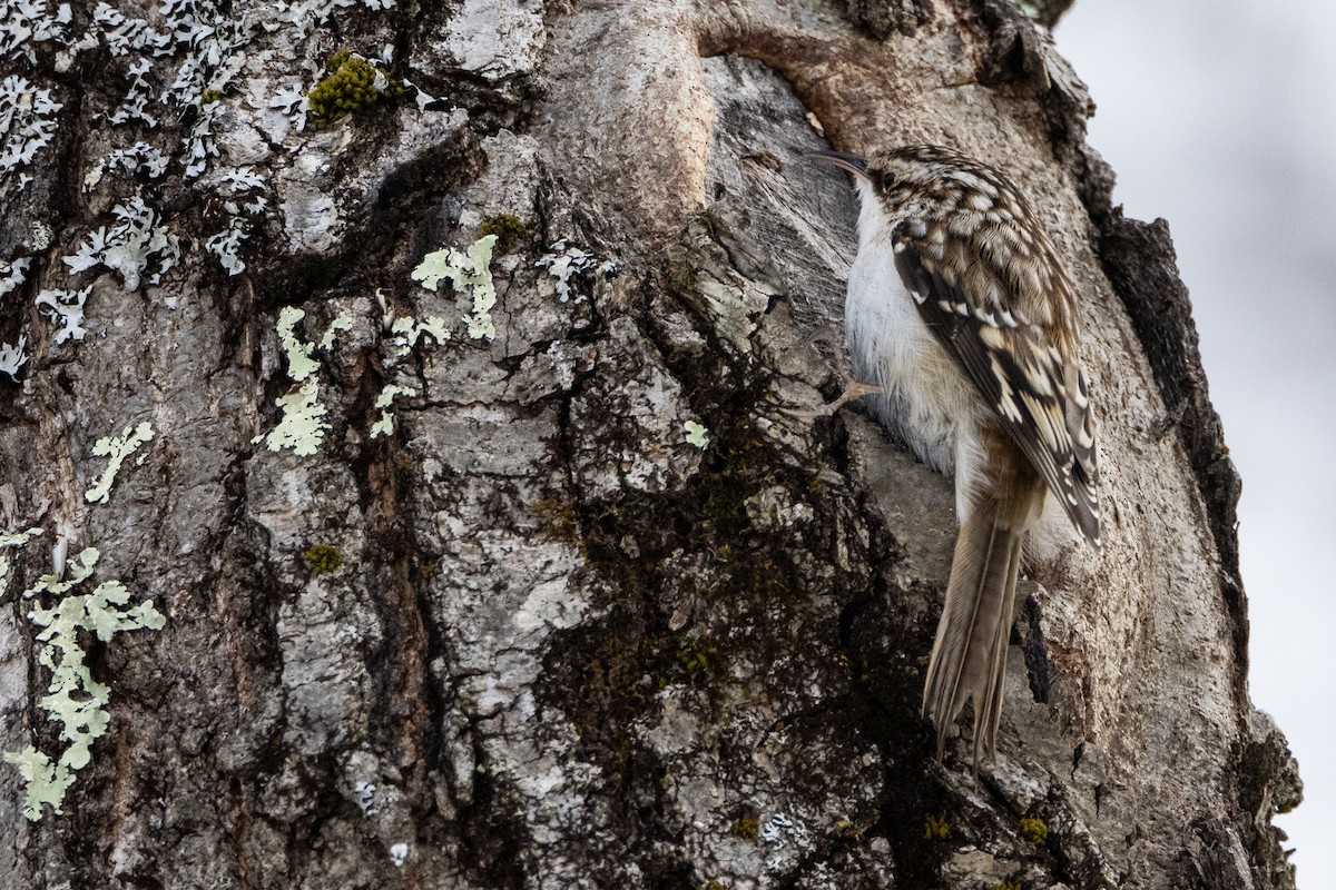 šoupálek americký - ML631211270