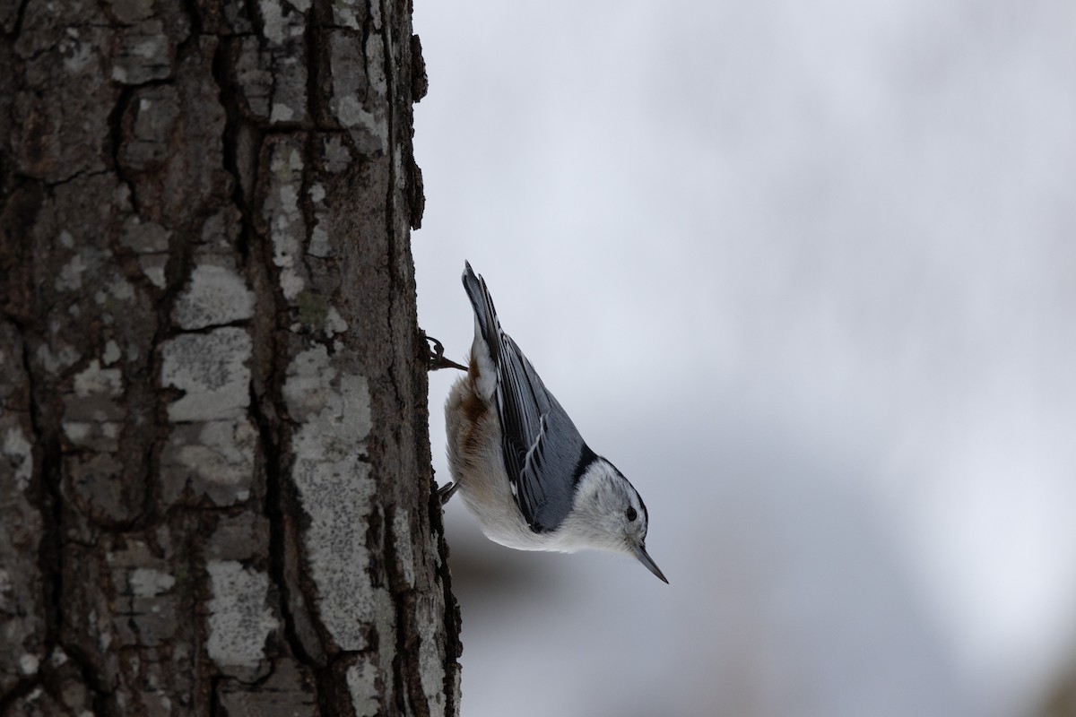 brhlík běloprsý - ML631211294