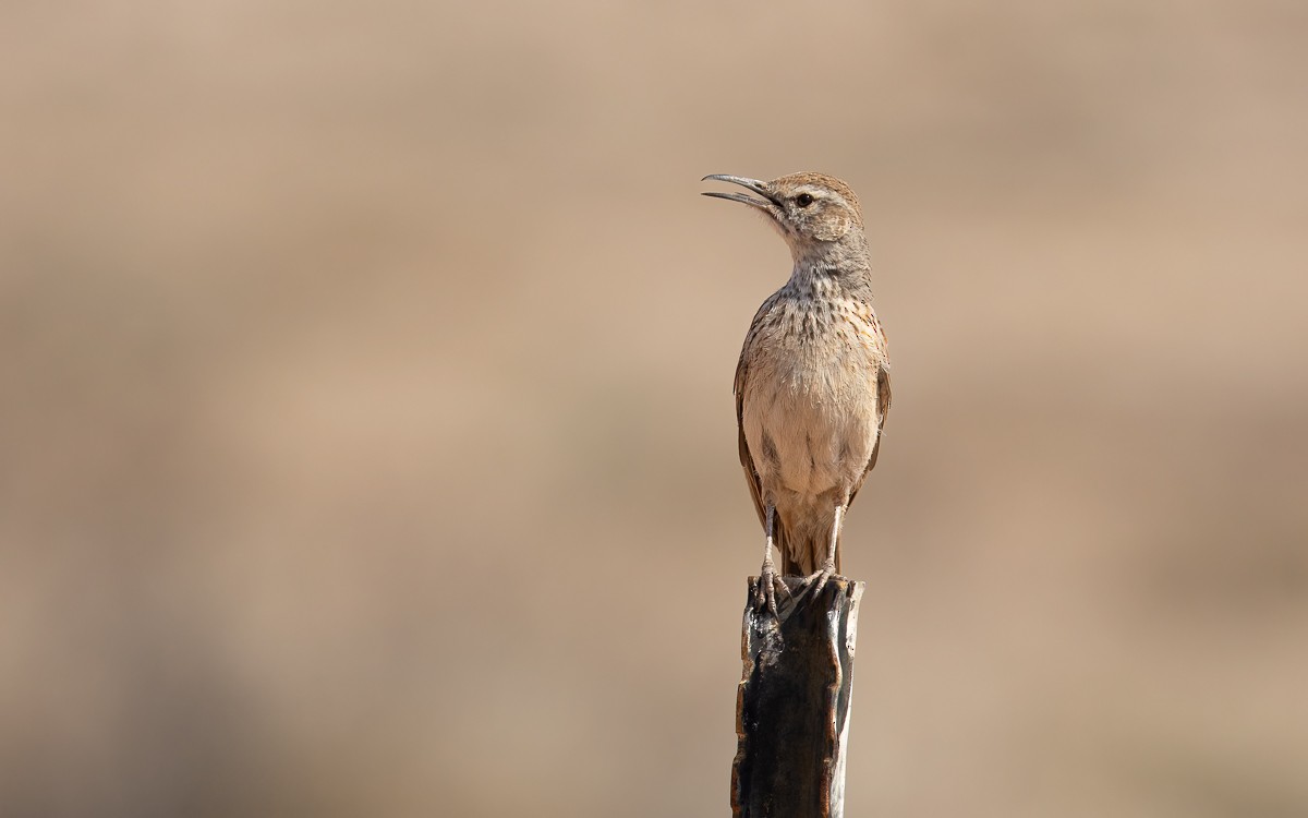 Karoo Long-billed Lark (Karoo) - ML631211308