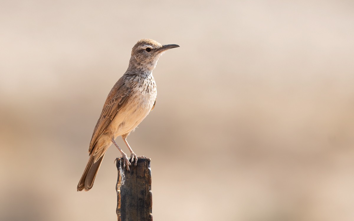 Karoo Long-billed Lark (Karoo) - ML631211309
