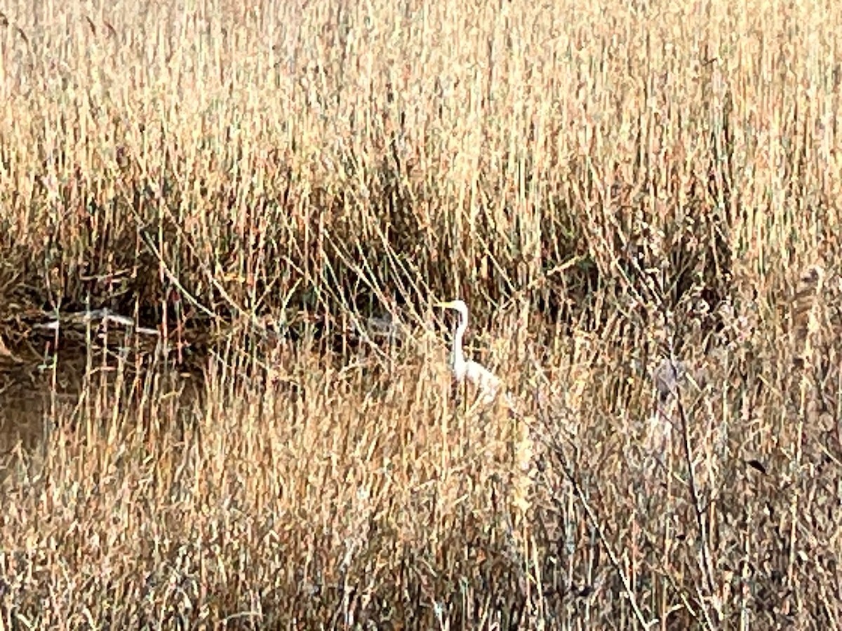 Great Egret - ML631211316