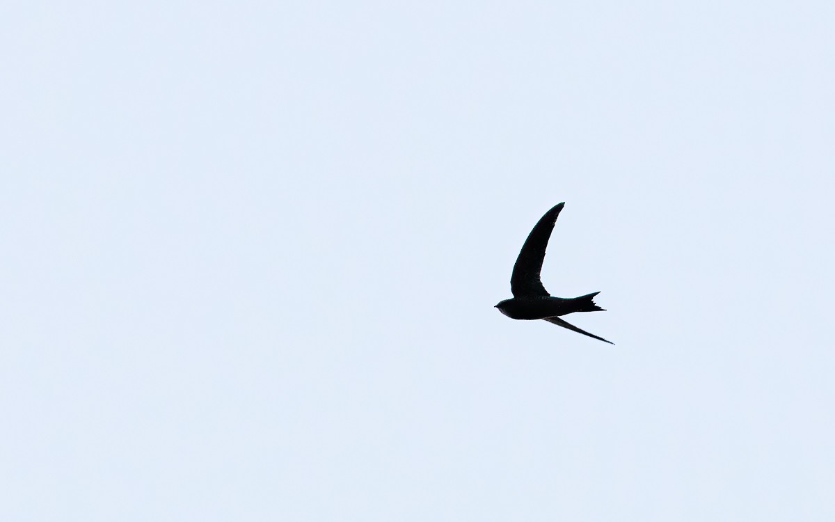 Bradfield's Swift - ML631211351