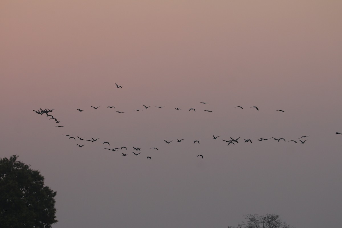 Great Cormorant - ML631211437