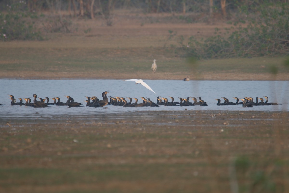 Great Cormorant - ML631211450