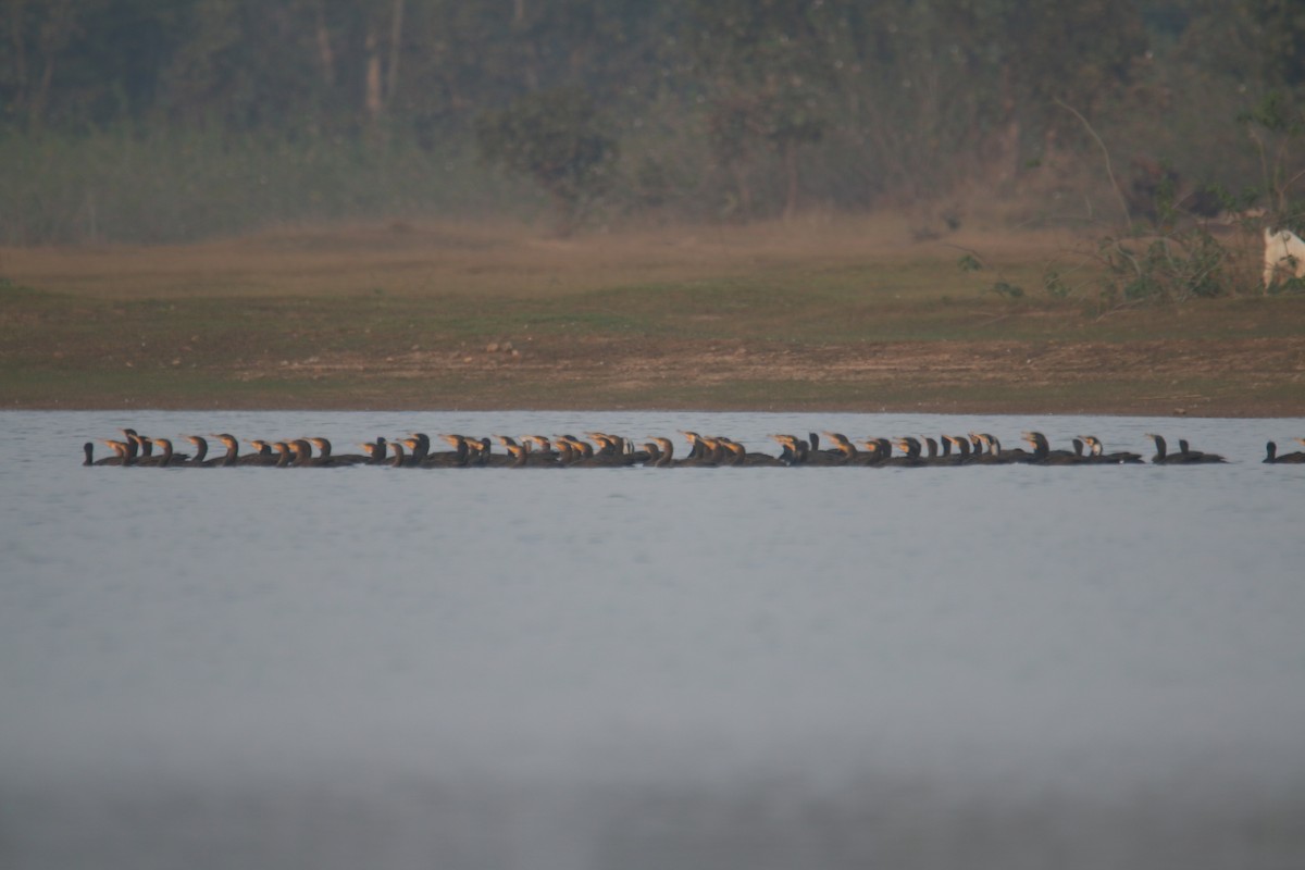 Great Cormorant - ML631211451