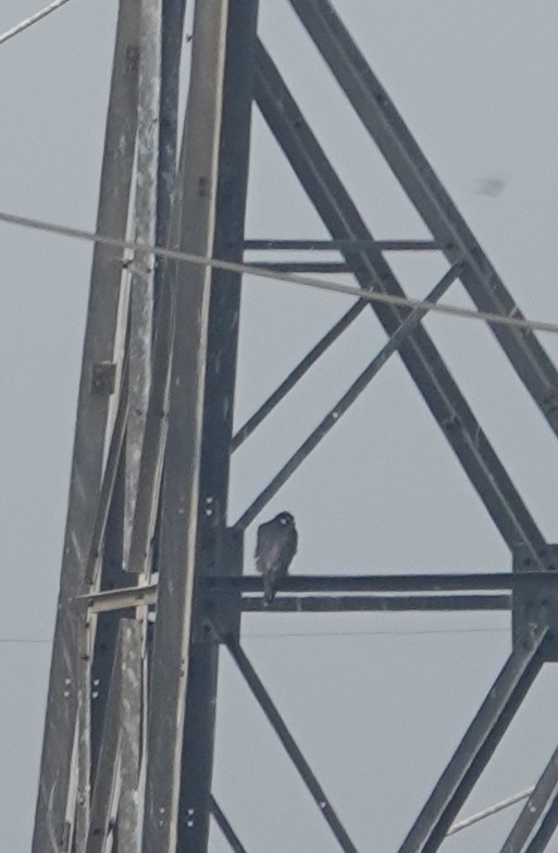 Peregrine Falcon - ML631211455
