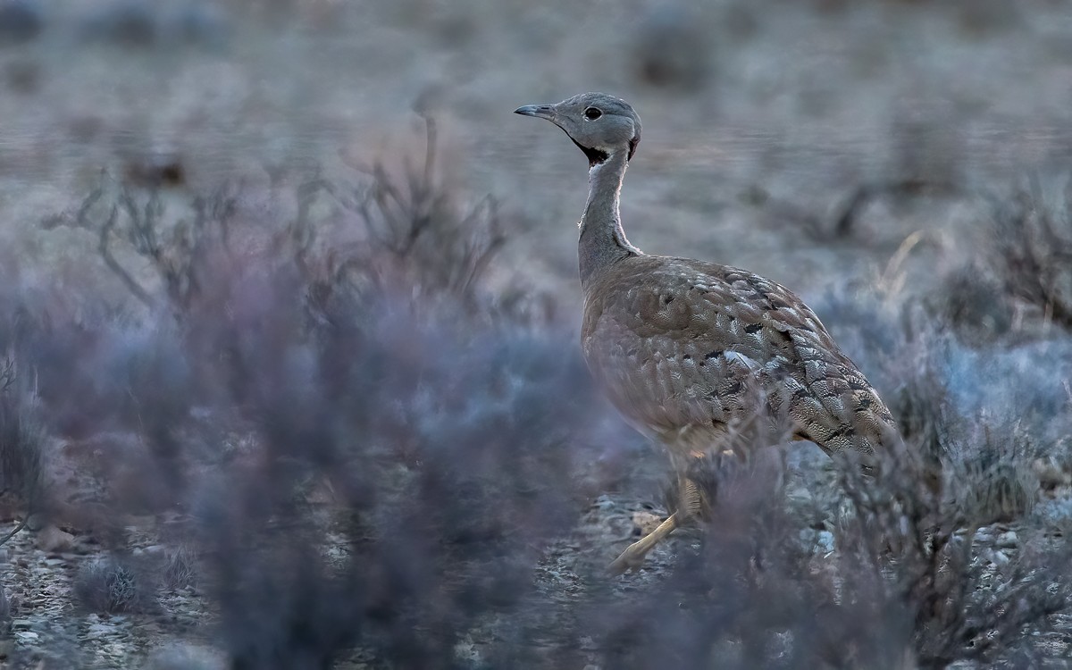 Karoo Bustard - ML631211511