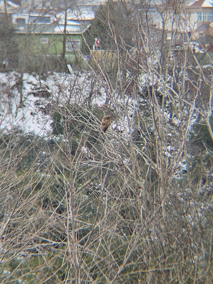 Common Buzzard - ML631211558
