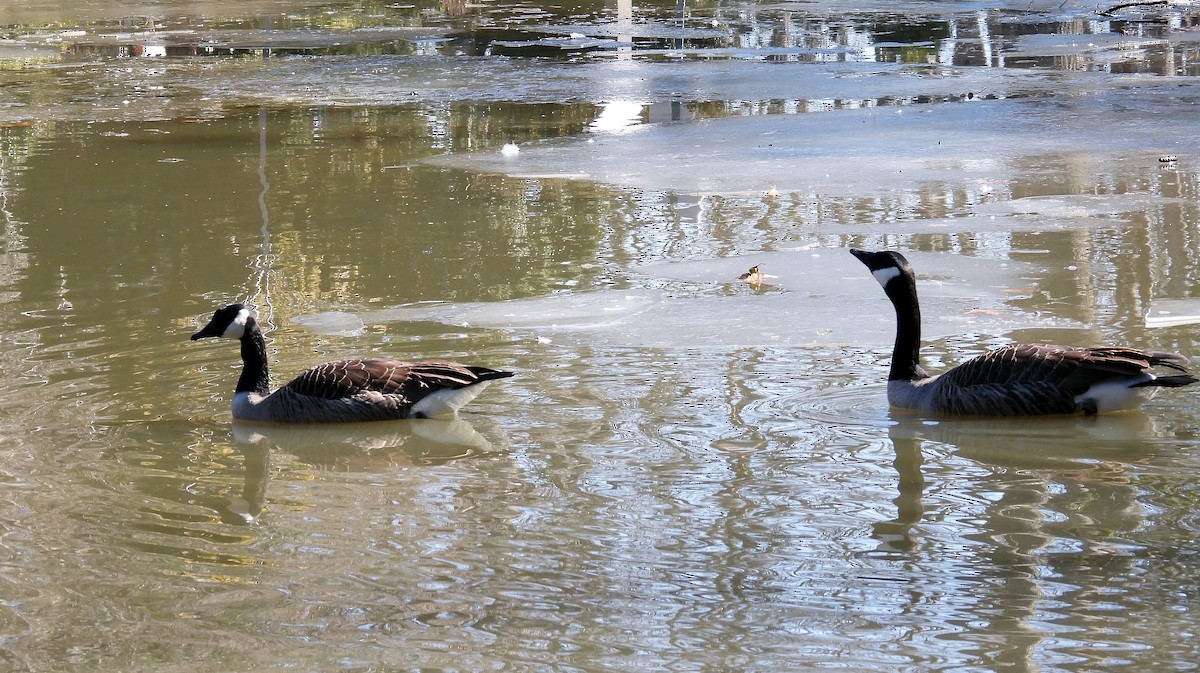 Canada Goose - ML631211720