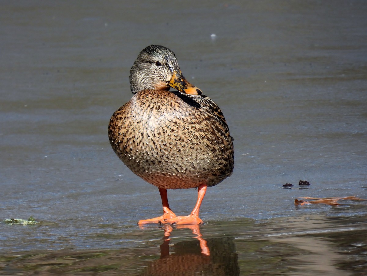 Mallard - ML631211726