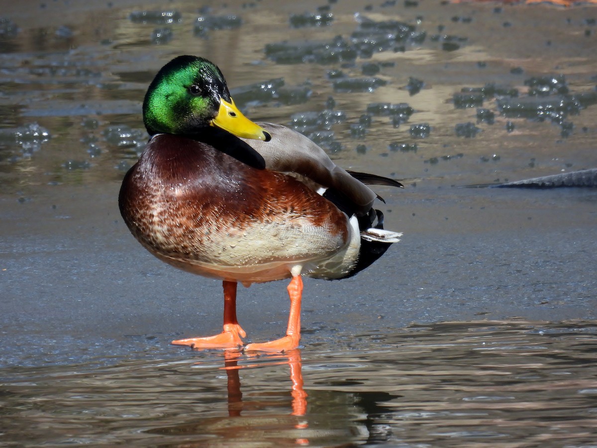 Mallard - ML631211727
