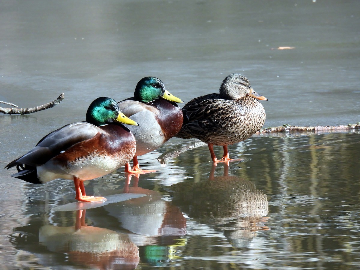 Mallard - ML631211728