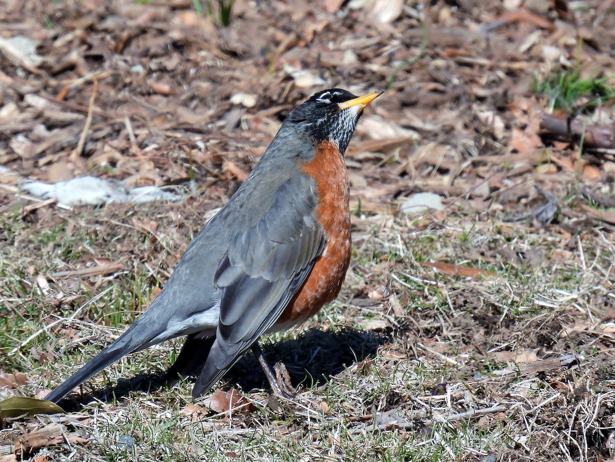 American Robin - ML631211734