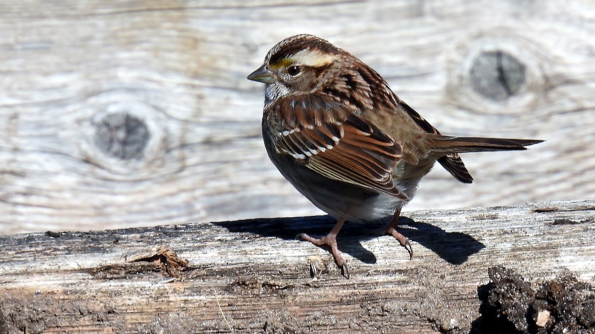 White-throated Sparrow - ML631211735