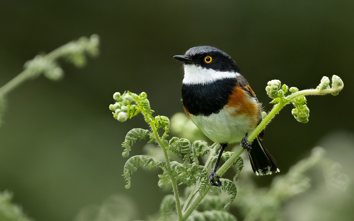 Cape Batis (Cape) - ML631211890