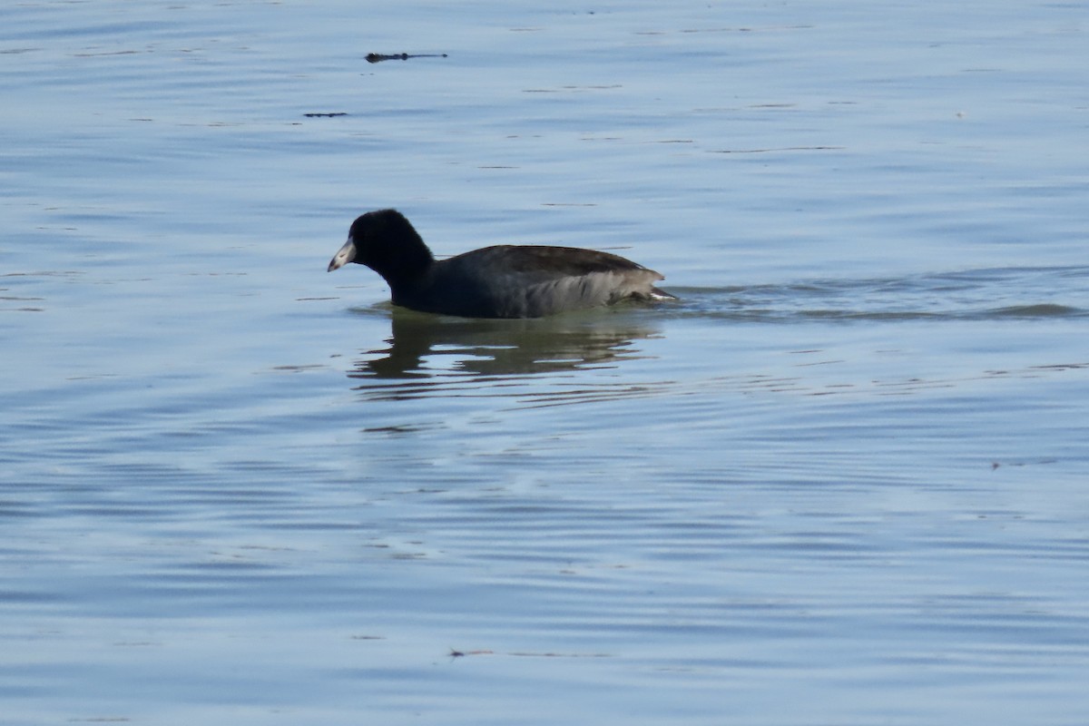 American Coot - ML631211934