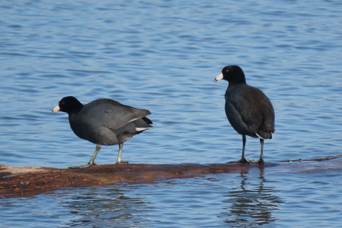 American Coot - ML631211945