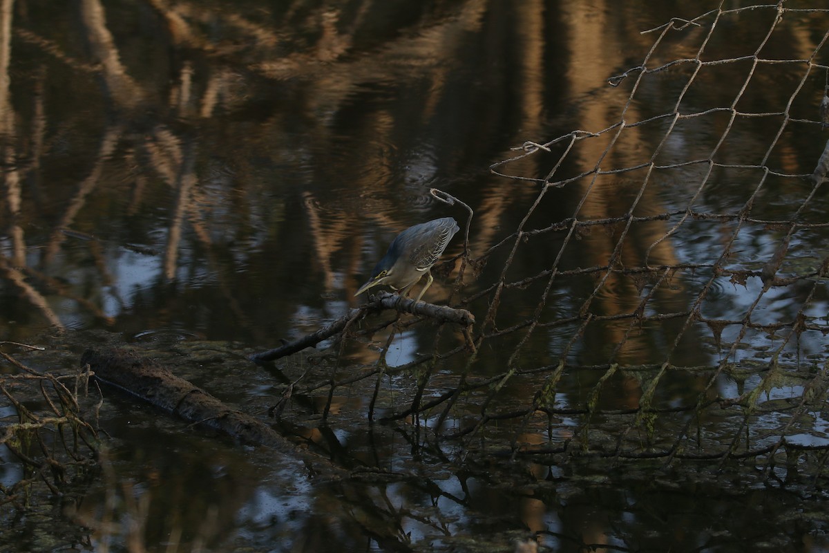 Little Heron - ML631212046