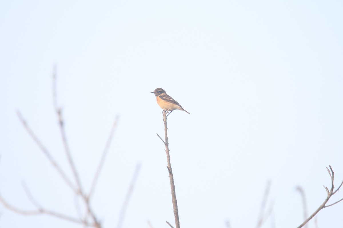 Siberian Stonechat - ML631212057