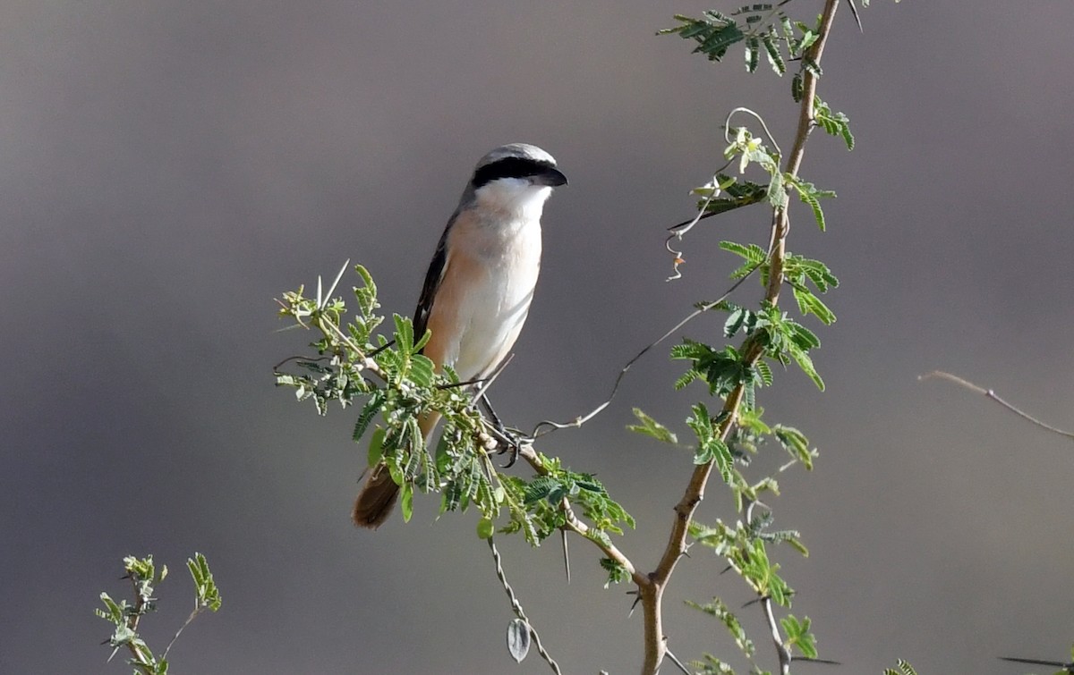 Alcaudón Schach - ML631212058