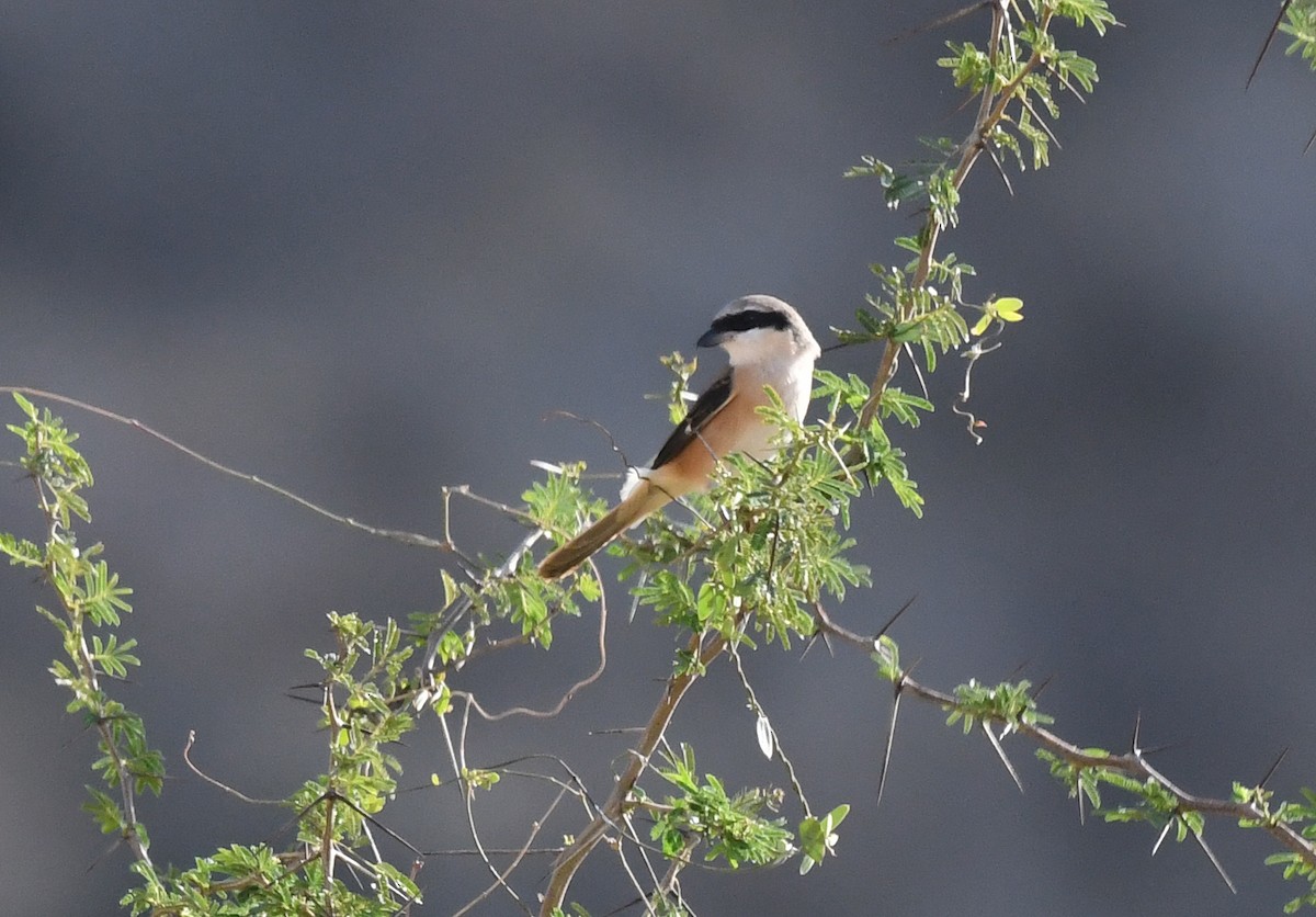 Alcaudón Schach - ML631212059