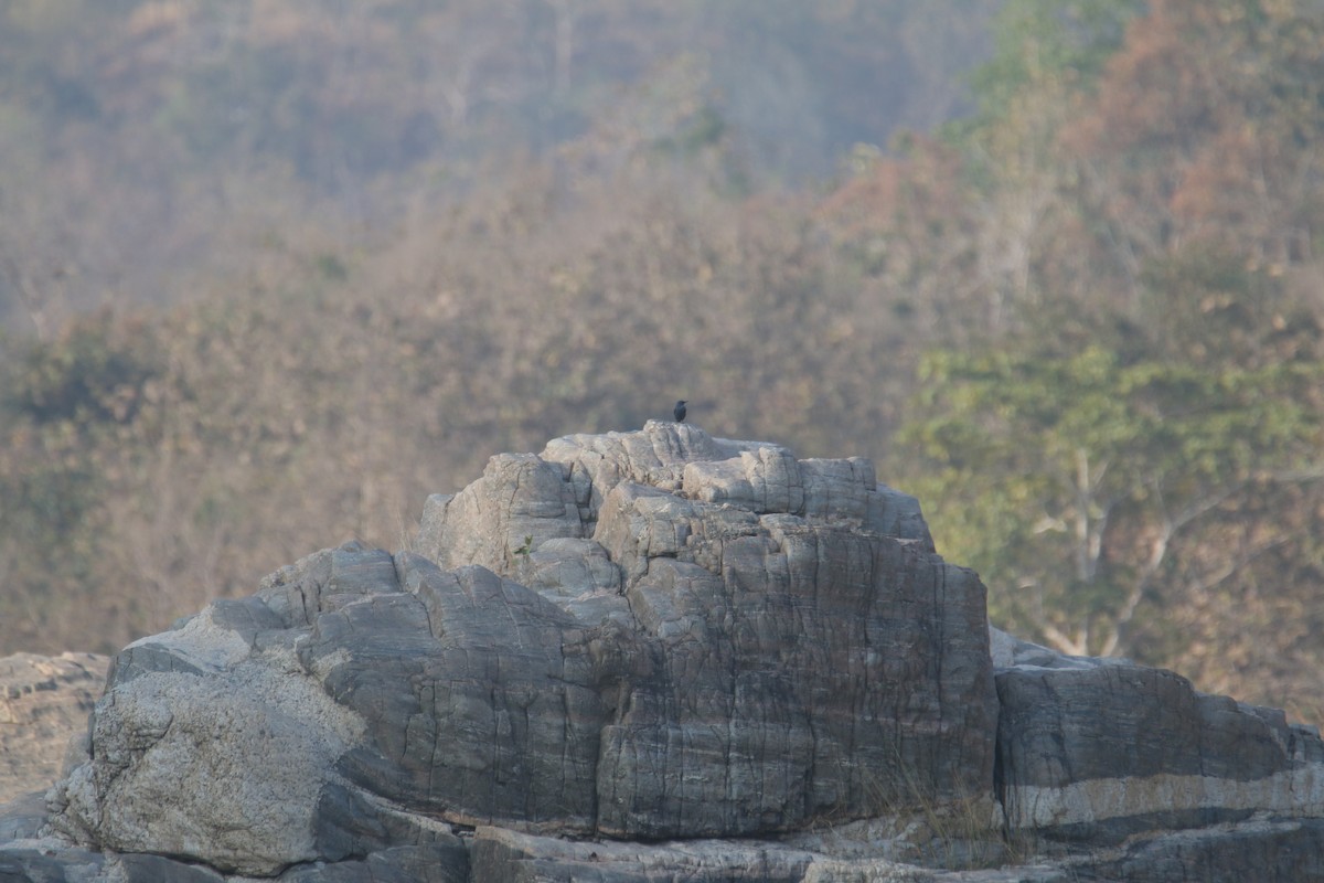 Blue Rock-Thrush - ML631212224