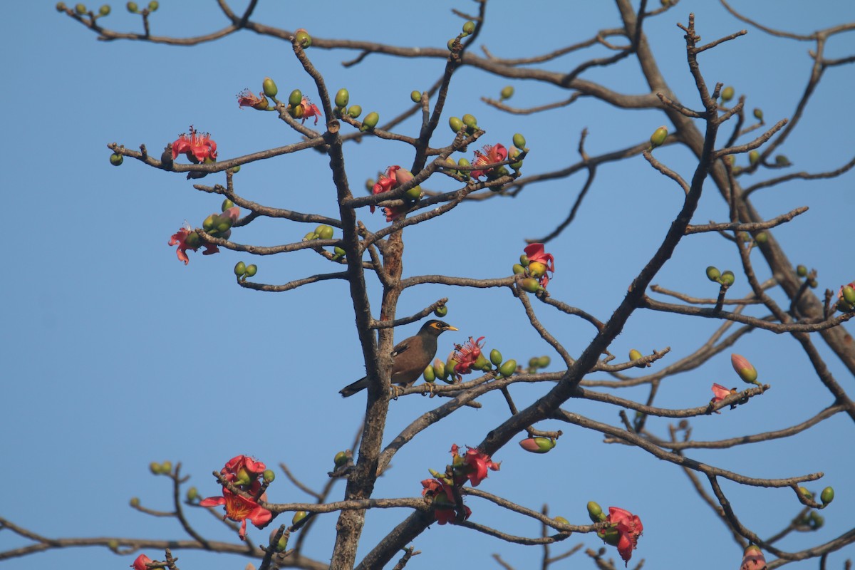 Common Myna - ML631212237