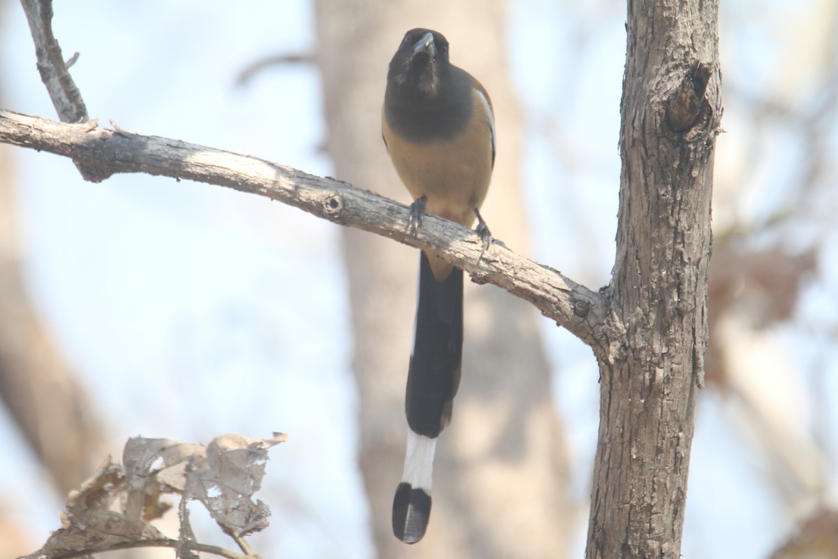 Rufous Treepie - ML631212417