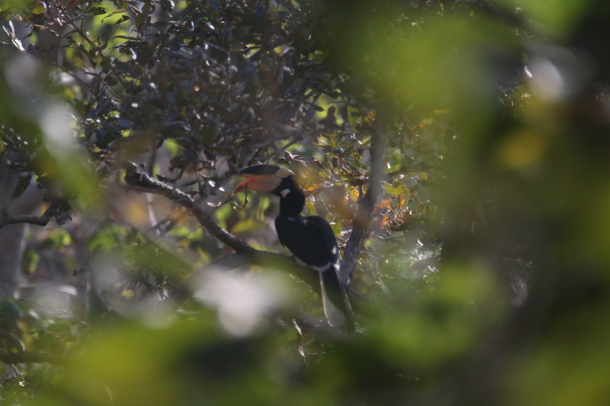 Malabar Pied-Hornbill - ML631212485