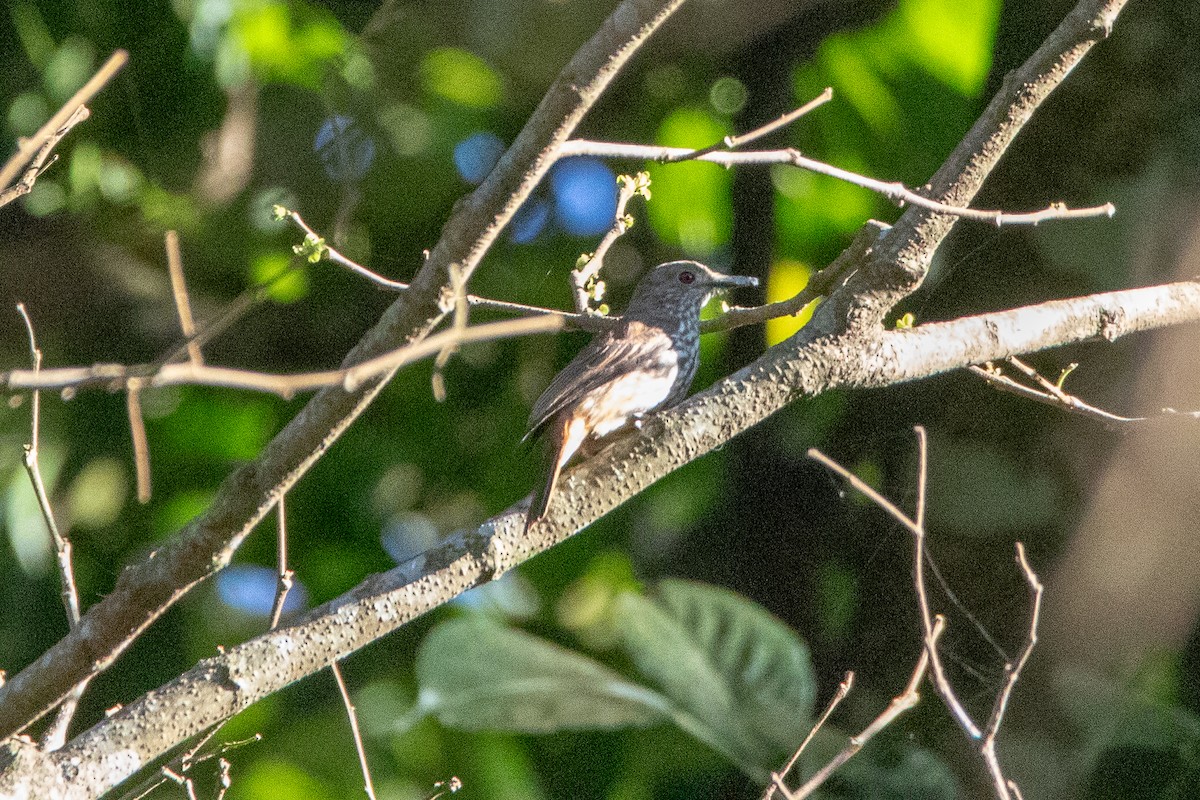 African Shrike-flycatcher - ML631212651