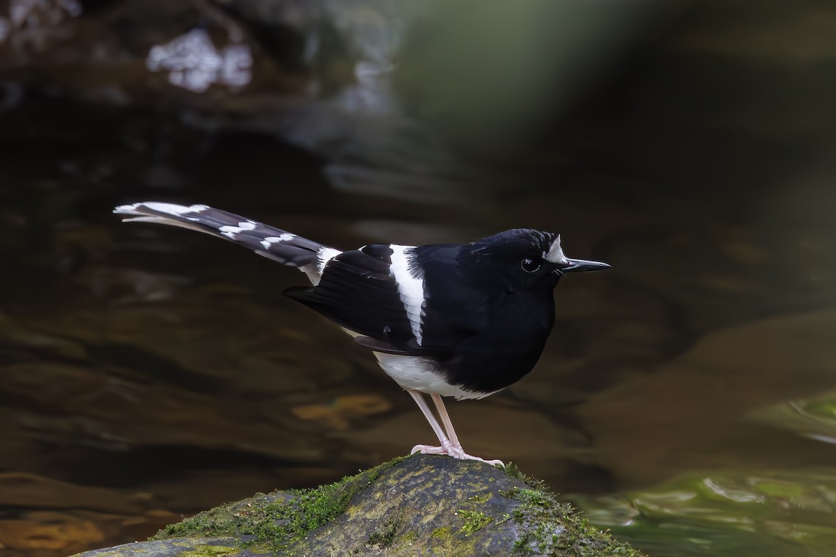 Bornean Forktail - ML631212700