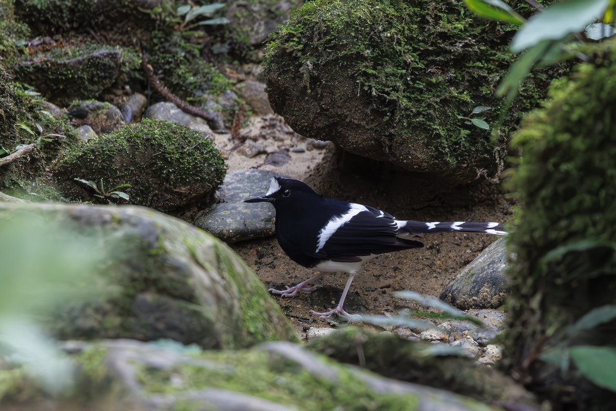 Bornean Forktail - ML631212701