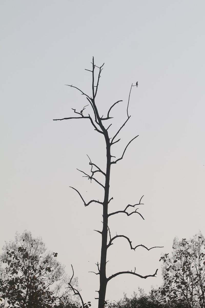 Stork-billed Kingfisher - ML631212724