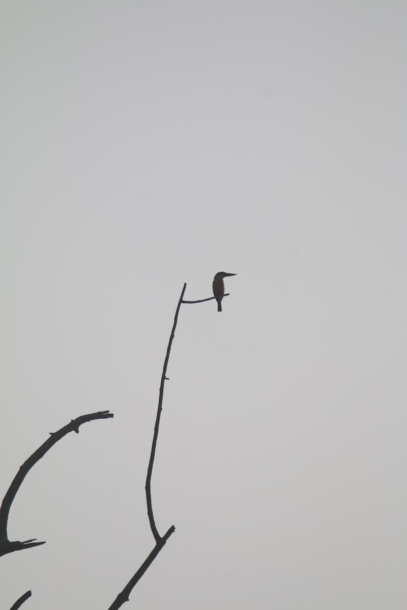 Stork-billed Kingfisher - ML631212725