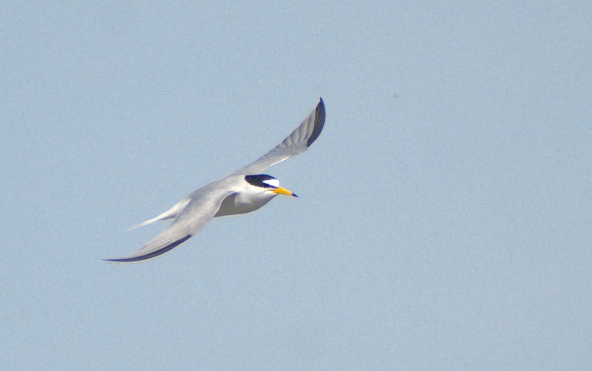 Little Tern - ML631212733