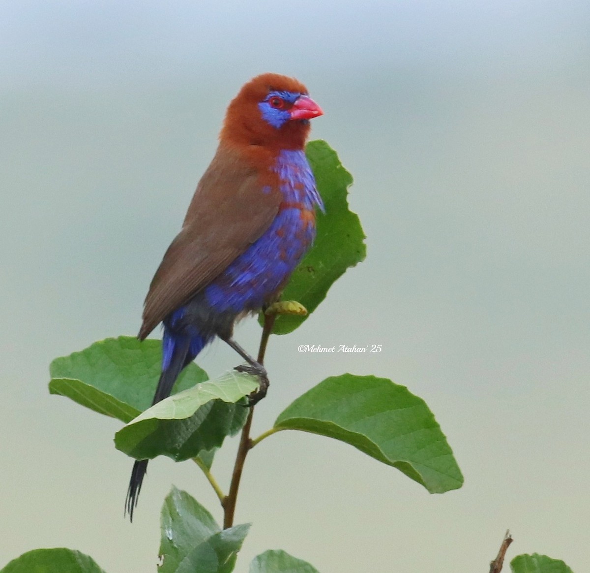 Purple Grenadier - ML631212858