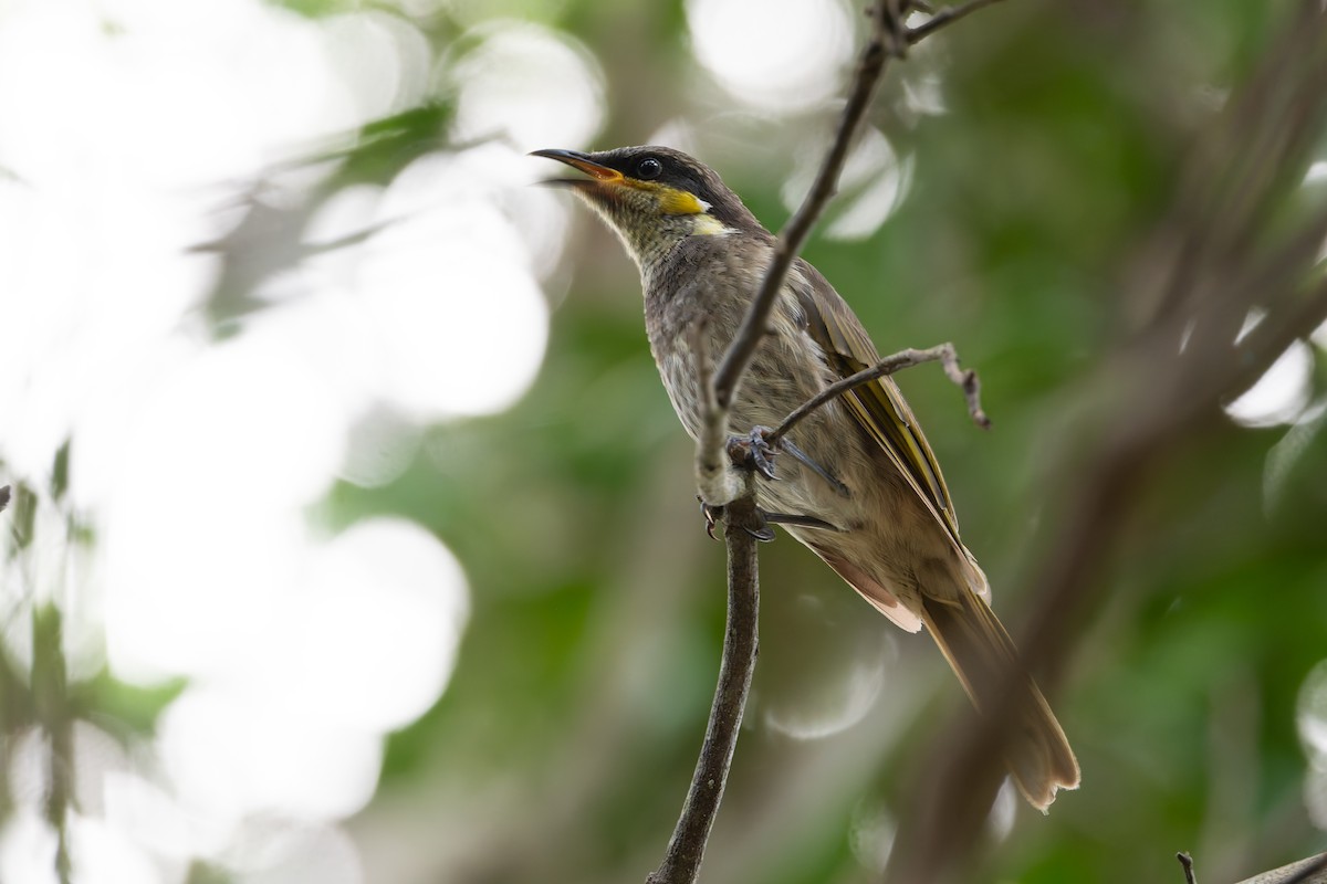 Mangrove Honeyeater - ML631212896