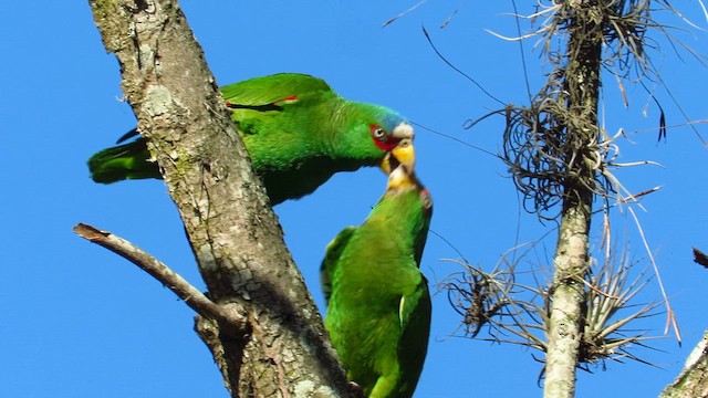 White-fronted Amazon - ML631213005