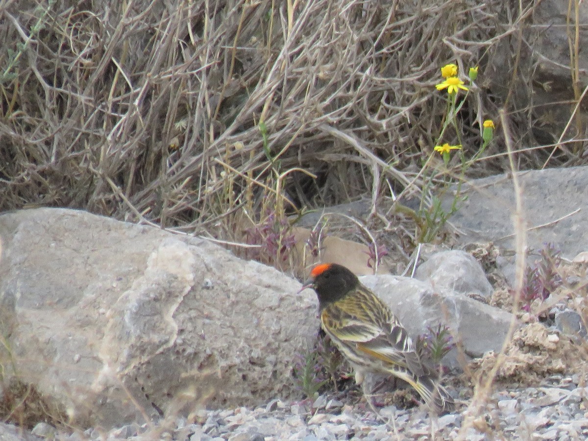 Fire-fronted Serin - ML631213036