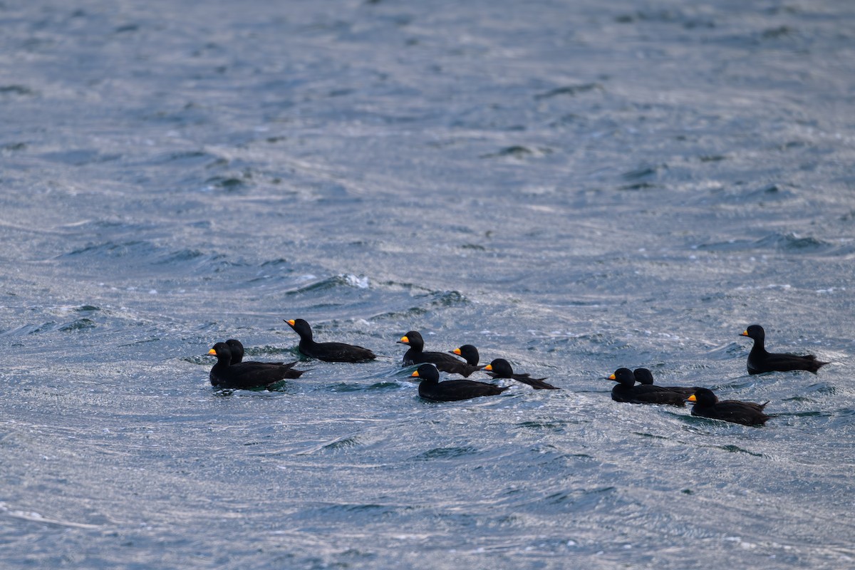 Black Scoter - ML631213087