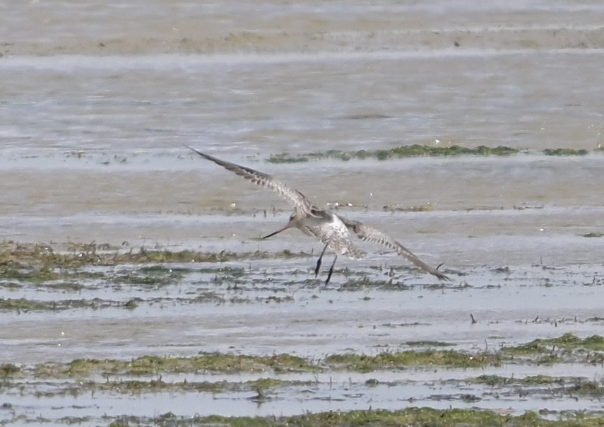 Bar-tailed Godwit - ML631213470