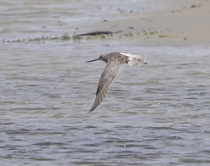 Bar-tailed Godwit - ML631213471