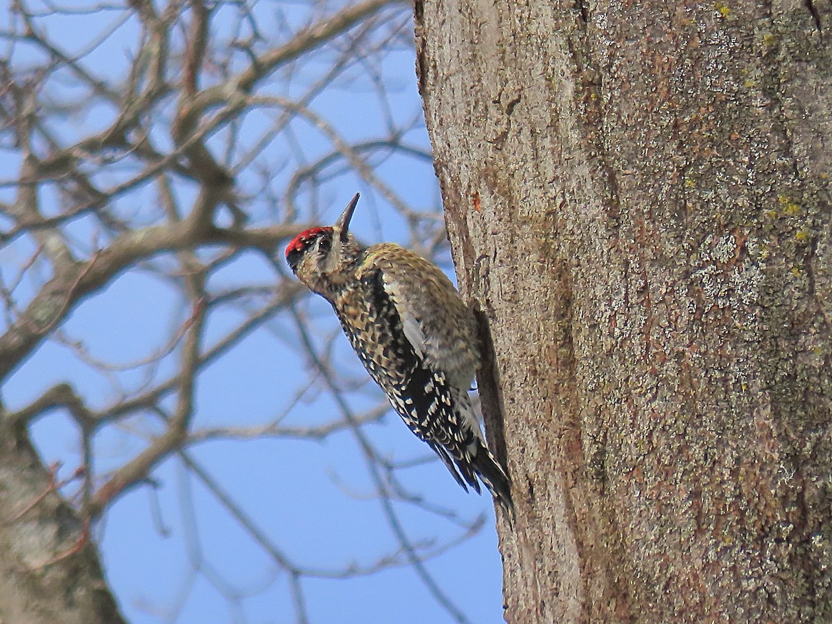 Yellow-bellied Sapsucker - ML631213559