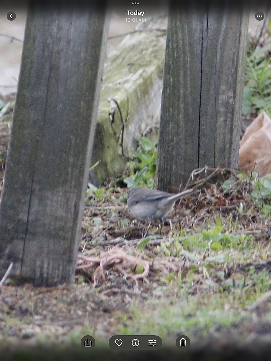 Dark-eyed Junco - ML631213846