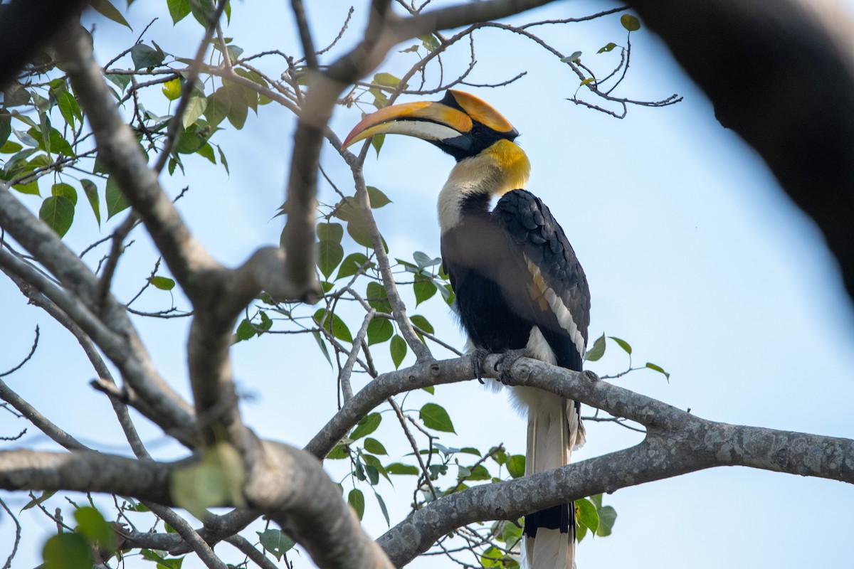 Great Hornbill - ML631213971