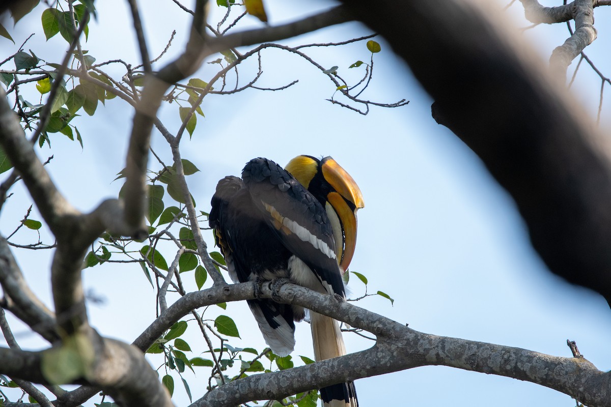 Great Hornbill - ML631213972